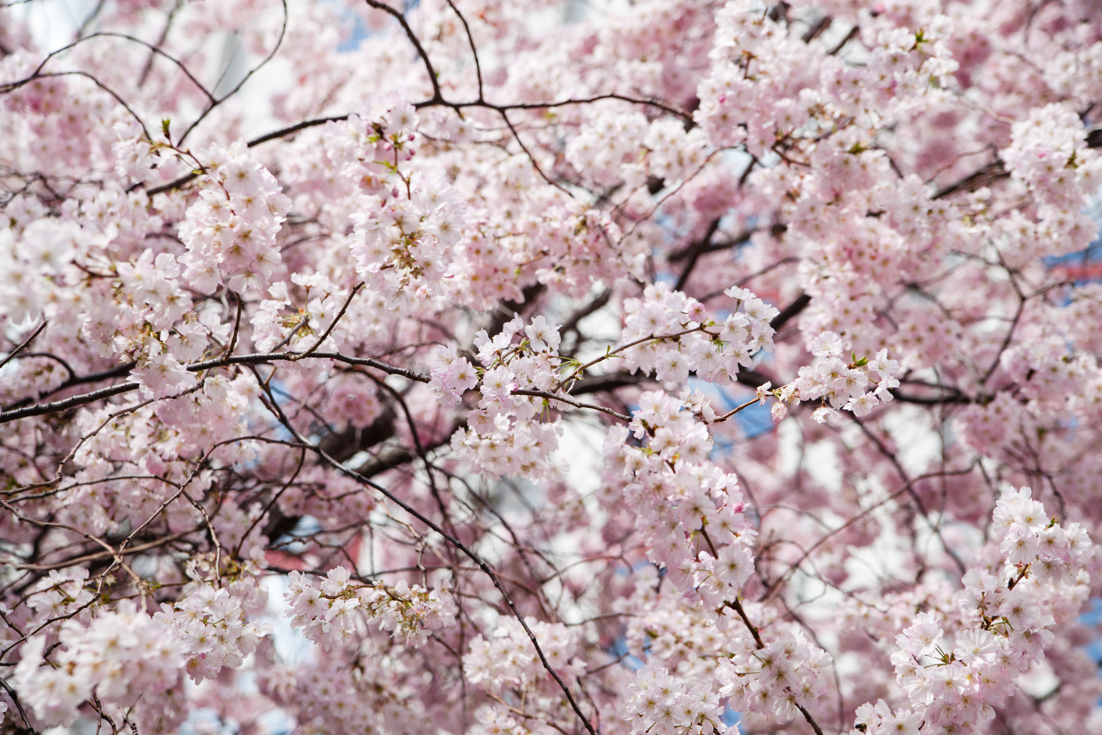 cherry blossom grenoble