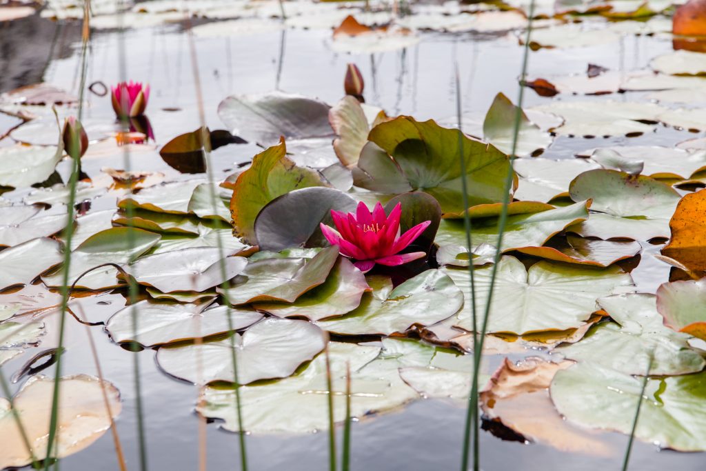 water-lily